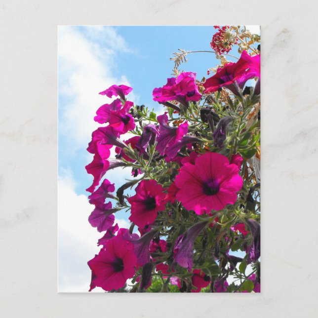 Rosa Petunia-Blume-Korb Postkarte (Vorderseite)