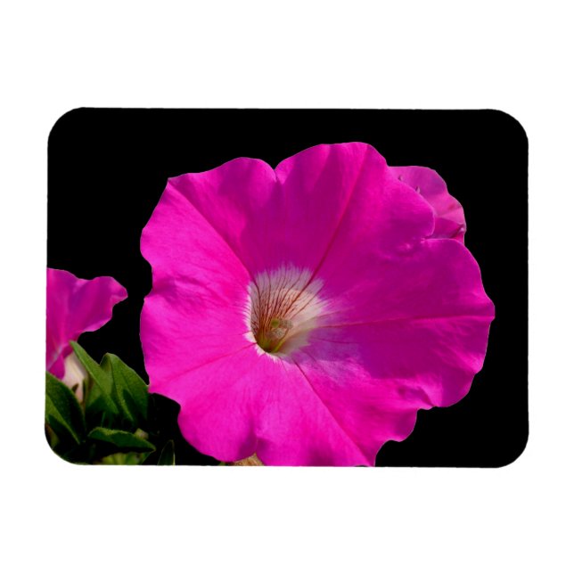 Rosa Petunia-Blume Magnet (Horizontal)