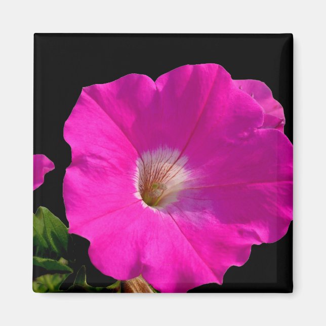 Rosa Petunia-Blume Magnet (Vorne)