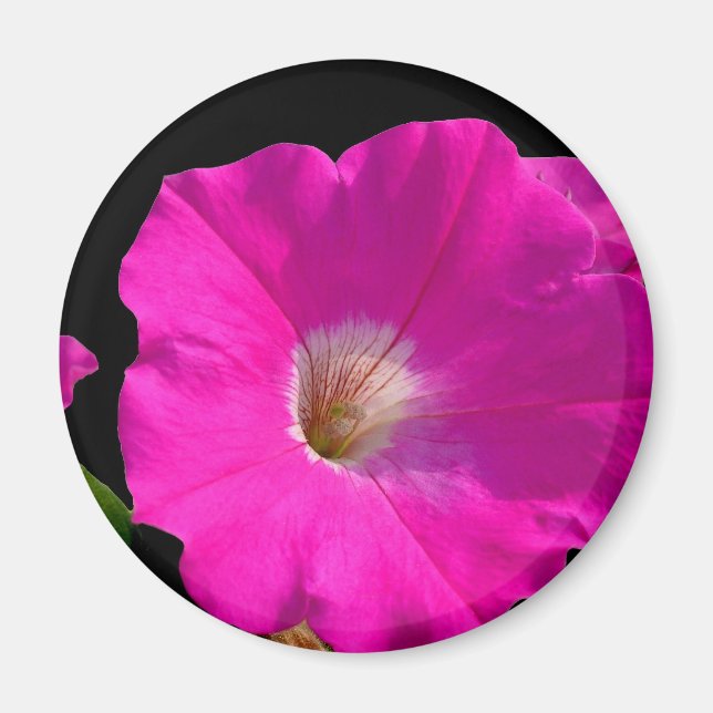 Rosa Petunia-Blume Magnet (Vorne)