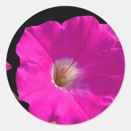 Rosa Petunia-Blume Runder Aufkleber