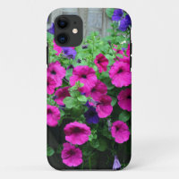 Rosa Petunia Schönheit