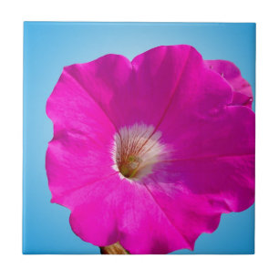 rosa Petunienblüte vor blauem Hintergrund. Fliese