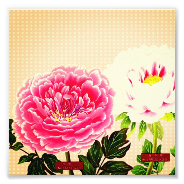 Rosa Pfannkuchen, Vintage Blume Fotodruck (Vorne)