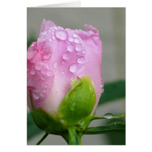 Rosa Pfingstrose