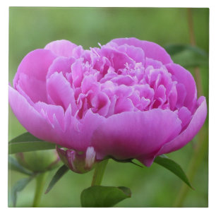 Rosa Pfingstrose Fliese