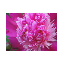 Rosa Pfingstrose