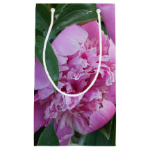 Rosa Pfingstrose