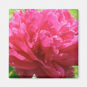 Rosa Pfingstrose Magnet