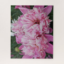 Rosa Pfingstrosen