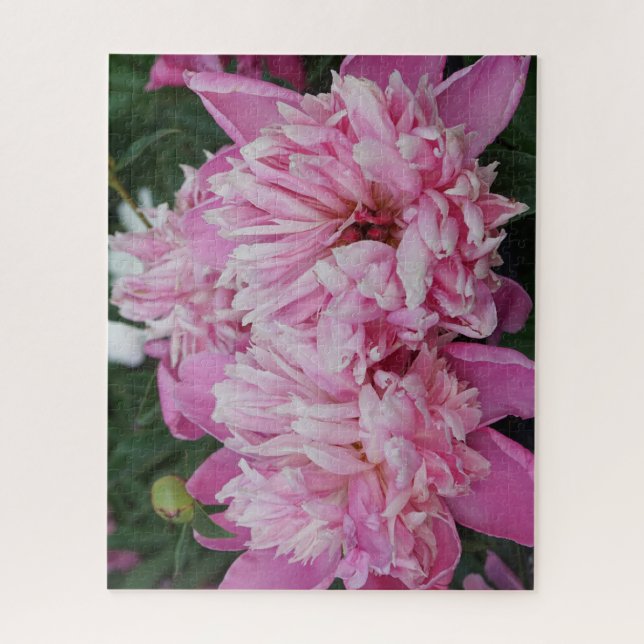 Rosa Pfingstrosen (Vertikal)