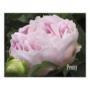 Rosa Pfingstrosen-Fotografie Fotodruck