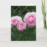 Rosa Pfingstrosen, Geburtstag