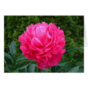 Rosa Pfingstrosen-Karte