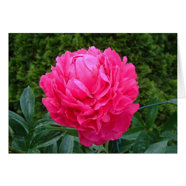 Rosa Pfingstrosen-Karte (Vorderseite (Horizontal))