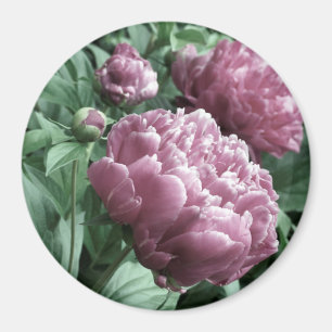 Rosa Pfingstrosen-Magneten Magnet