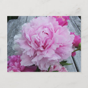 Rosa Pfingstrosen/Pfingstrose Postkarte