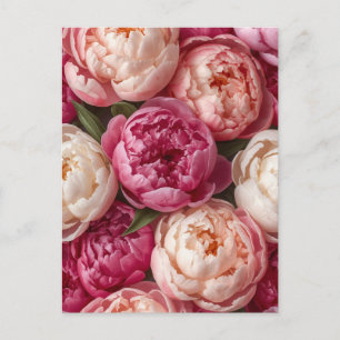 Rosa Pfingstrosen Postkarte
