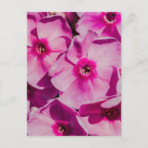 Rosa Phlox-Blume Postkarte