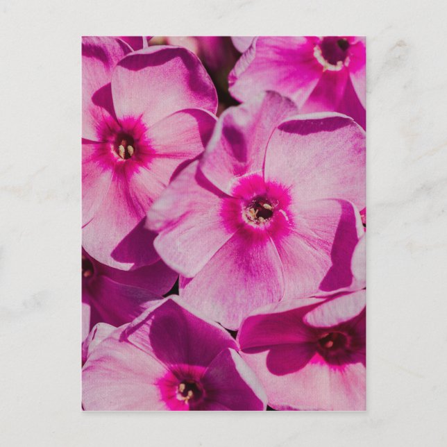 Rosa Phlox-Blume Postkarte (Vorderseite)