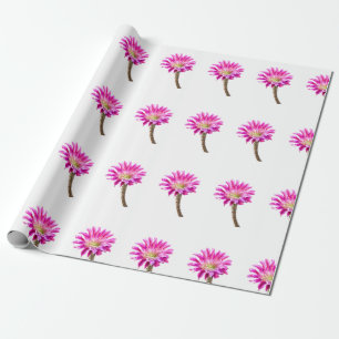 Rosa Piazza-Kaktusblüte in Blüte Geschenkpapier