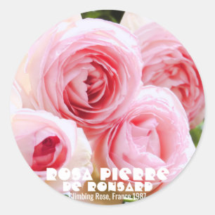 Rosa Pierde Ronsard [Round Siegel] ラ ウ シ ド ル. Runder Aufkleber
