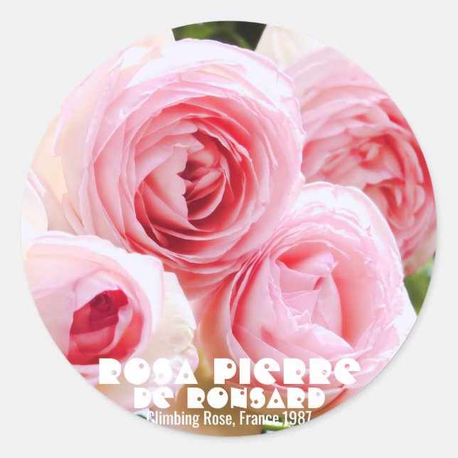 Rosa Pierde Ronsard [Round Siegel] ラ ウ シ ド ル. Runder Aufkleber (Vorderseite)