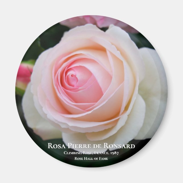 Rosa Pierre de Ronsard Magnet (Vorne)