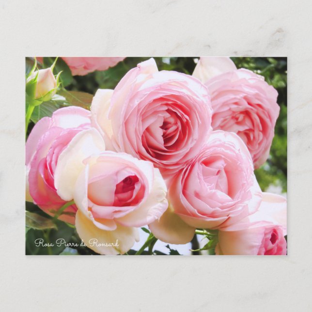 Rosa Pierre de Ronsard [Postcard] Postkarte (Vorderseite)