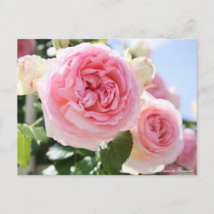 Rosa Pierre de Ronsard: Postkarte