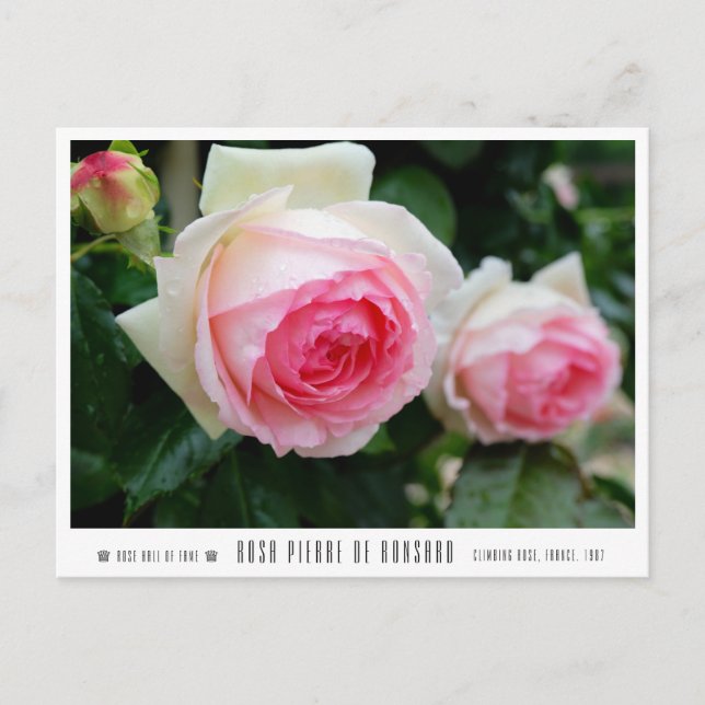 Rosa Pierre de Ronsard Postkarte (Vorderseite)