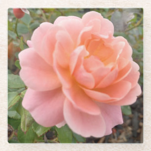 Rosa Pink Coster Glasuntersetzer