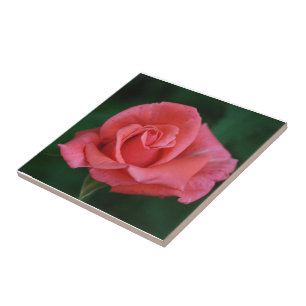 Rosa Pink Fliese