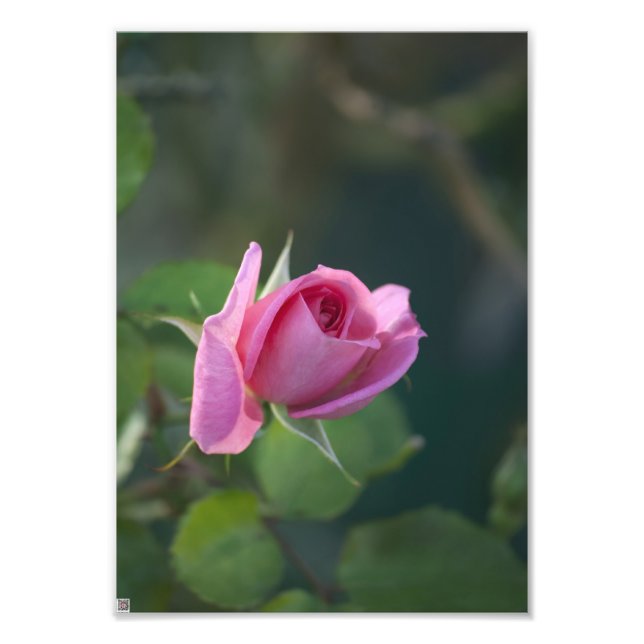 Rosa Pink Fotodruck (Vorne)