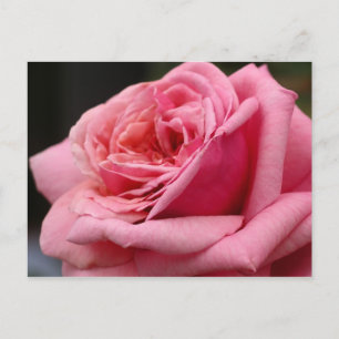 Rosa Pink I Schöne Blumenfotografie Postkarte