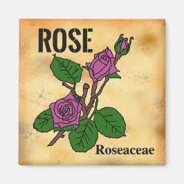 Rosa Pink Line-Art im Stil von gealtertem Papier Magnet