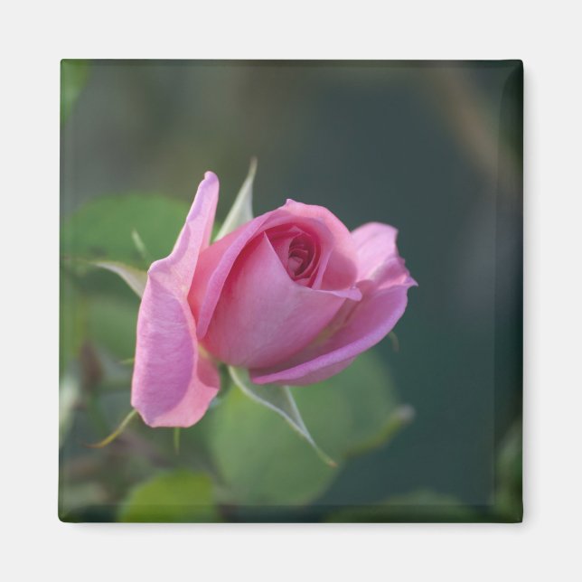 Rosa Pink Magnet (Vorne)
