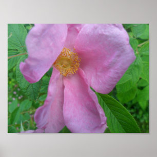 Rosa Pink Poster