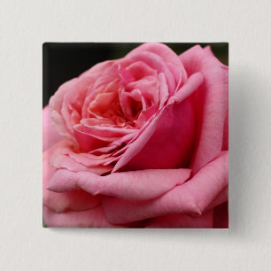 Rosa Pink Rose I Hübsche Blumenfotografie Button
