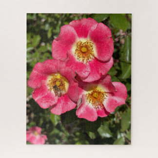 Rosa 'Pink Single-Petaled Shrub', San Mateo