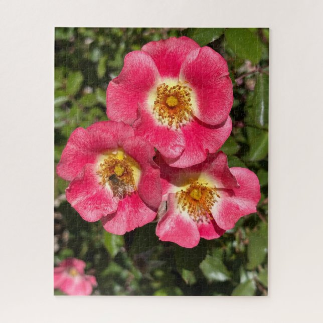 Rosa 'Pink Single-Petaled Shrub', San Mateo (Vertikal)