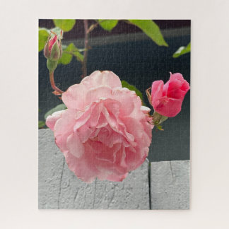 Rosa Pinke auf Holzzaun, Oakland