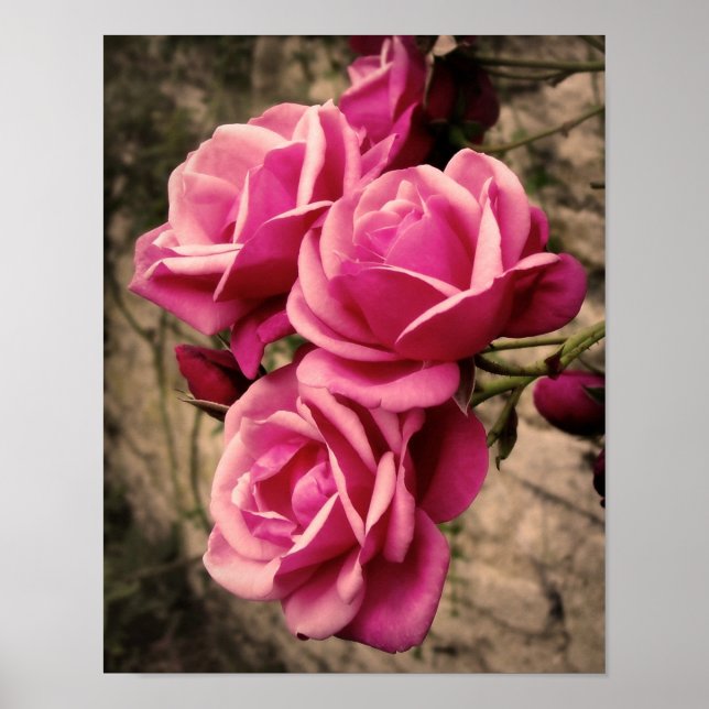 Rosa Pirouette-Rose Poster (Vorne)
