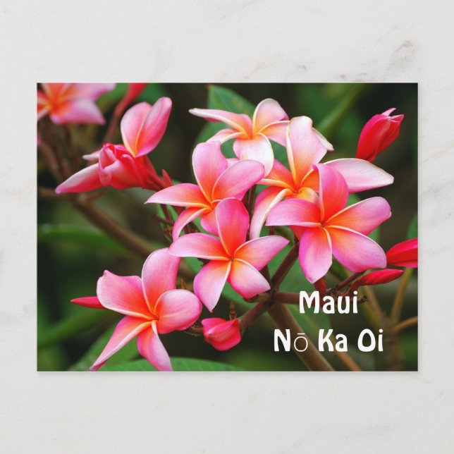 Rosa Plumeria-Blumen, Ka Oi Mauis Nō Postkarte (Vorderseite)