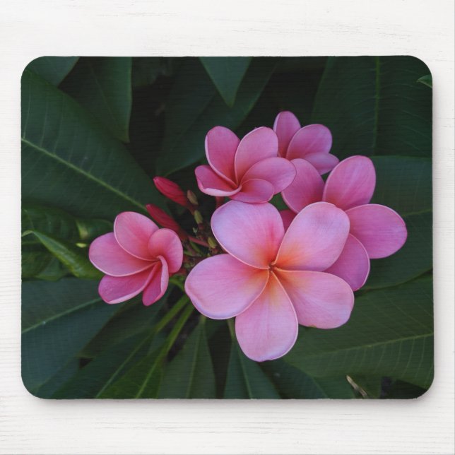 Rosa Plumeria-Blumenbilder Mousepad (Vorne)