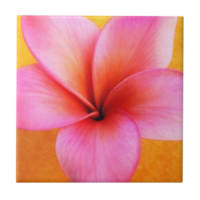 Rosa Plumeriafrangipani-Hawaii-Blumen-Hawaiianer Fliese (Vorderseite)