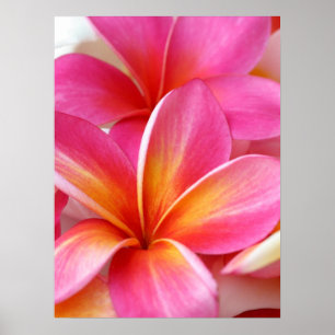 Rosa Plumeriafrangipani-Hawaii-Blumen-Hawaiianer Poster