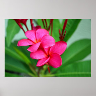 Rosa Plumeriafrangipani-Hawaiianer-Blume Poster
