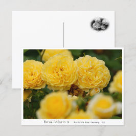 Rosa Polaris α Postkarte
