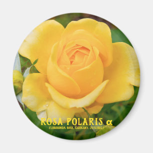Rosa Polaris α [Round Magnet] Magnet
